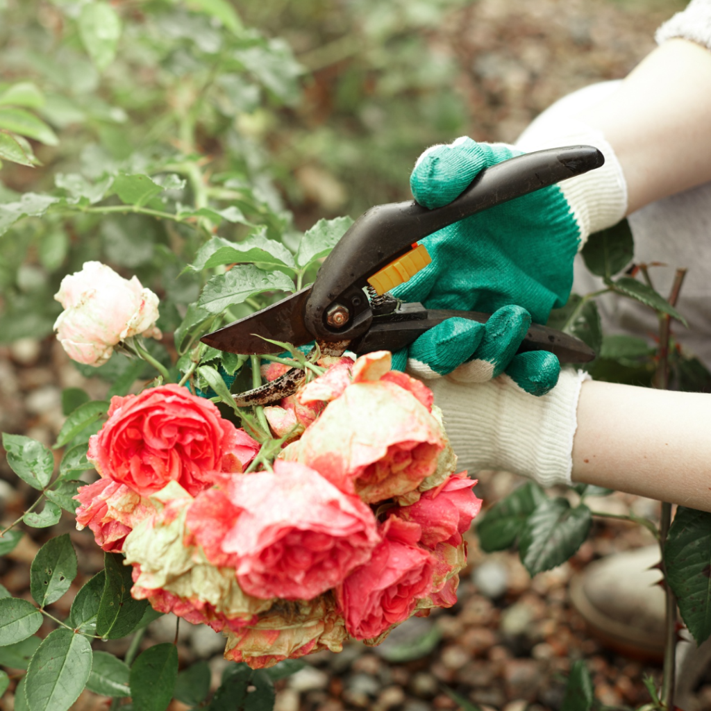 9 Shrubs to Prune or Skip This Fall for a Healthier Garden