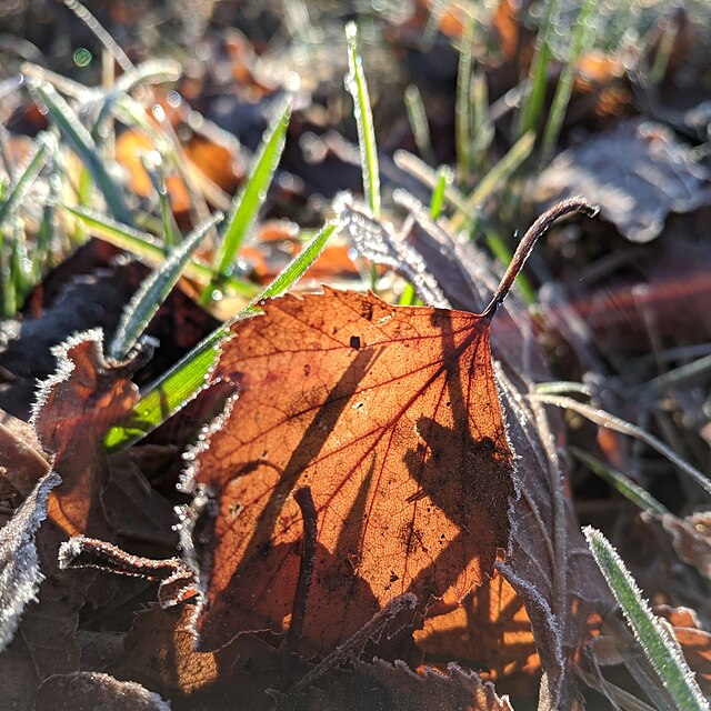 Leaf Smart: Which Fallen Leaves to Leave for Wildlife — and Which to Rake 5 Leaf Smart: Which Fallen Leaves to Leave for Wildlife — and Which to Rake