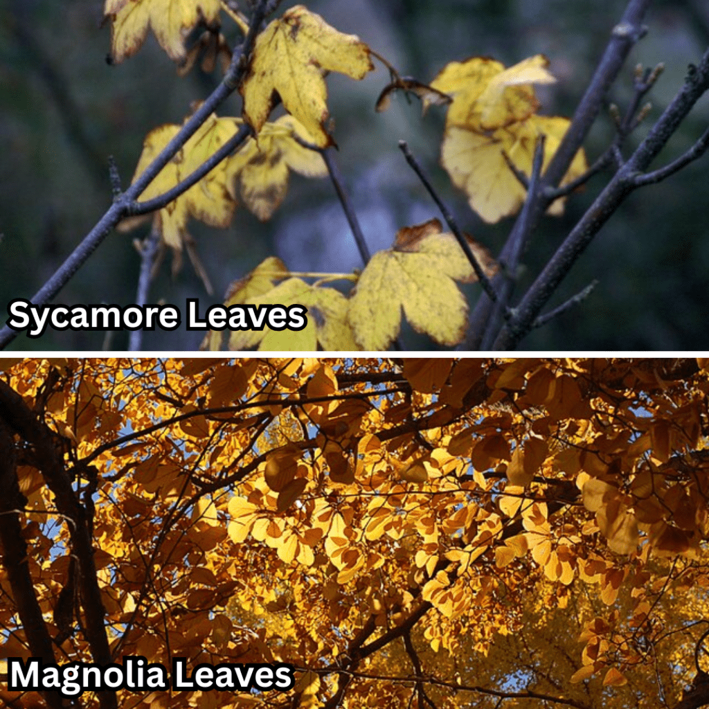 Leaf Smart: Which Fallen Leaves to Leave for Wildlife — and Which to Rake 10 Leaf Smart: Which Fallen Leaves to Leave for Wildlife — and Which to Rake
