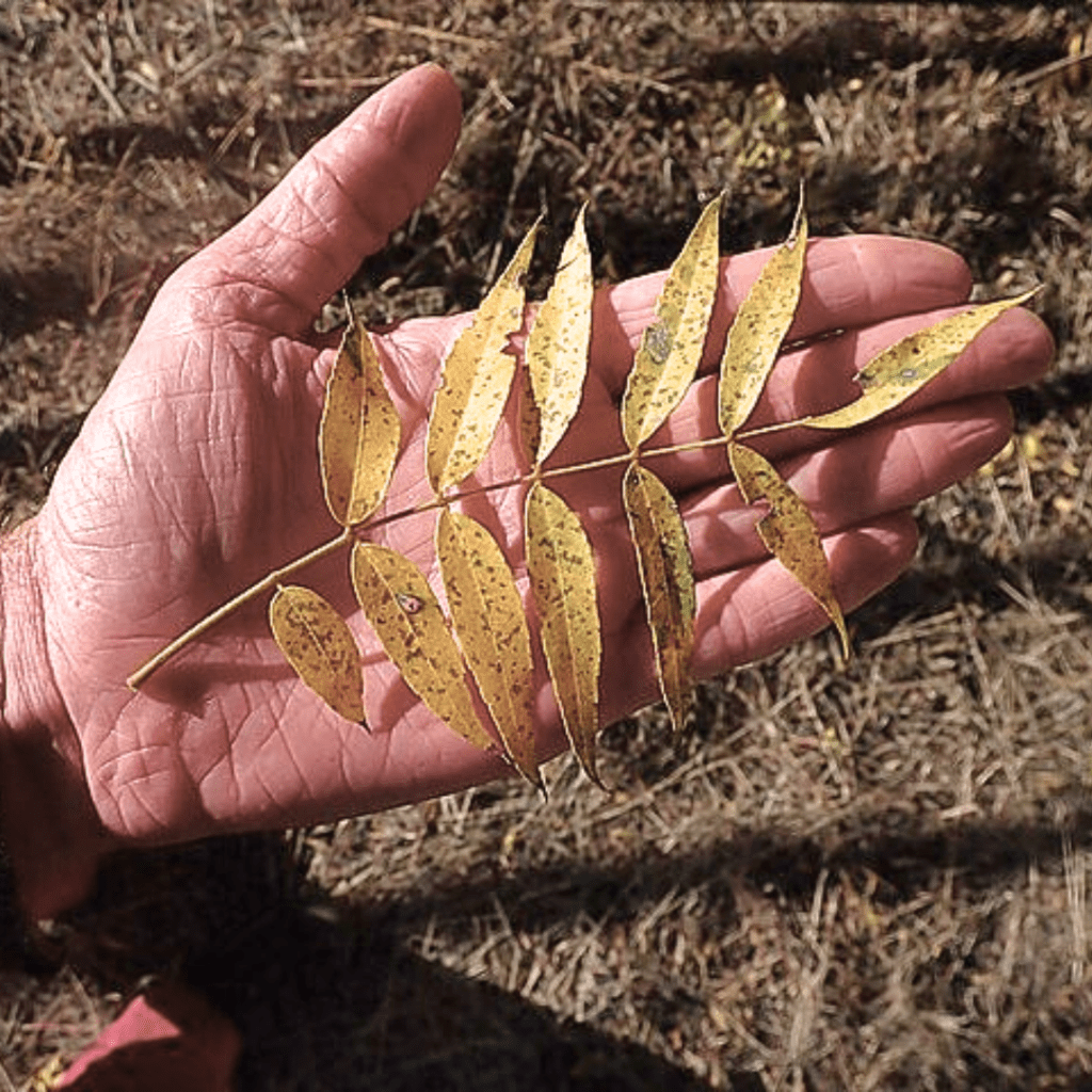 Leaf Smart: Which Fallen Leaves to Leave for Wildlife — and Which to Rake 9 Leaf Smart: Which Fallen Leaves to Leave for Wildlife — and Which to Rake