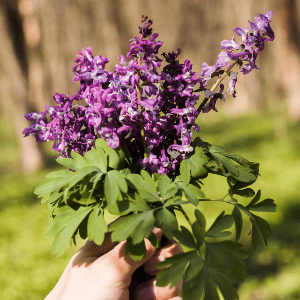 9 Shrubs to Prune or Skip This Fall for a Healthier Garden