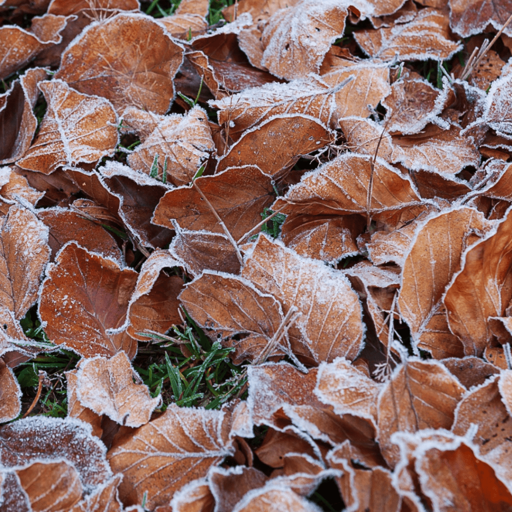 Know Your Zone: A Practical Guide to USDA Hardiness Zones and Smart Planting 6 Know Your Zone: A Practical Guide to USDA Hardiness Zones and Smart Planting