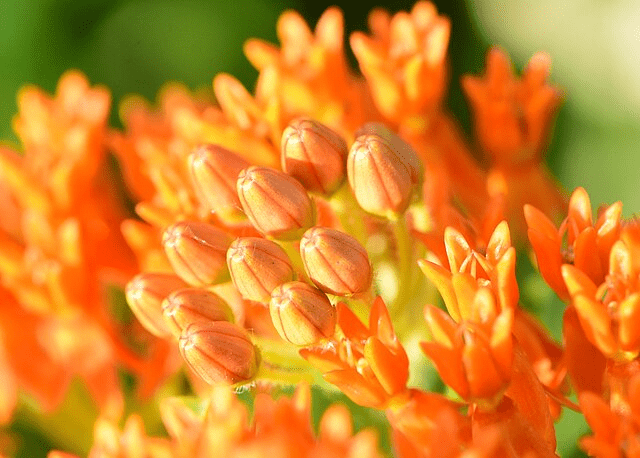 Build an Insect Hotel: A Cosy Home for Pollinators & Garden Allies 6 Build an Insect Hotel: A Cosy Home for Pollinators & Garden Allies