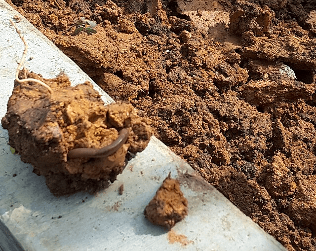 7 Warning Signs Your Garden Soil Needs Help (And How to Fix It) 7 7 Warning Signs Your Garden Soil Needs Help (And How to Fix It)