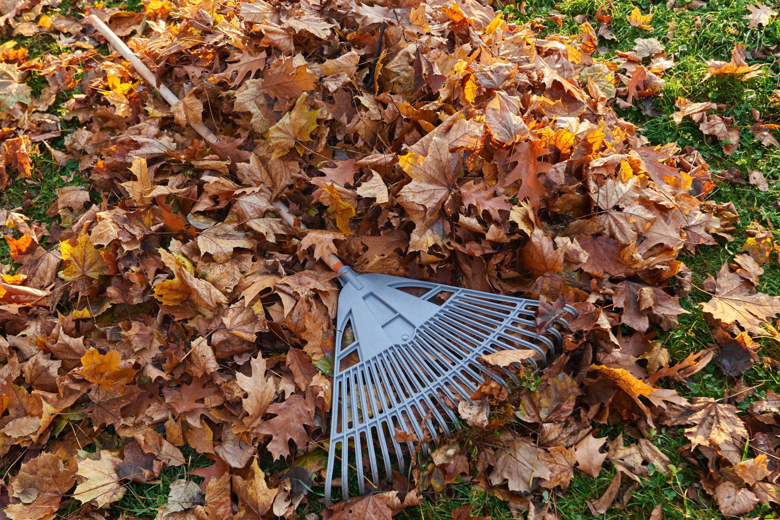 Leaf Smart: Which Fallen Leaves to Leave for Wildlife — and Which to Rake