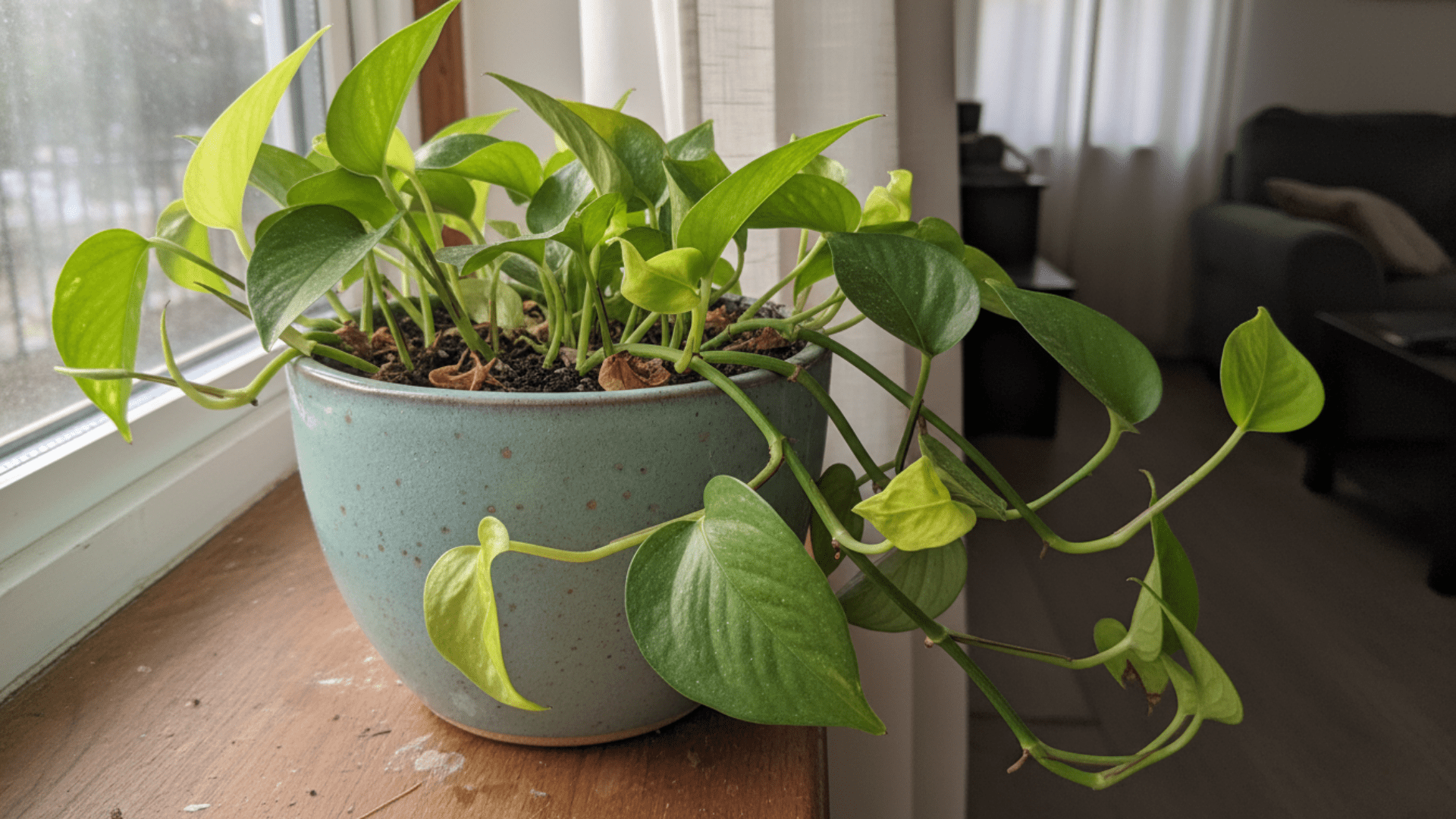Spring Houseplant Renewal