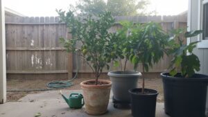 Home 2 Several potted tropical fruit trees including citrus, mango, and fig arranged on a sunny back porch patio in a warm climate zone.