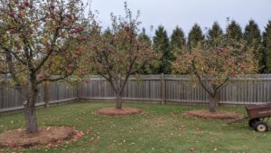 Home 1 Mature apple trees heavy with ripe red fruit in a northern backyard orchard during early autumn with frost on a weathered fence
