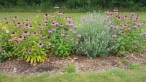 mixed perennial garden zone 6