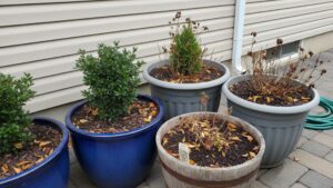 container garden winter perennials pots