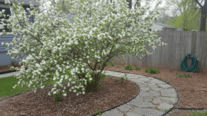 serviceberry amelanchier