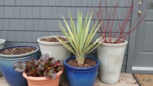 Grouped winter containers on a brick front porch featuring Golden Sword yucca, redtwig dogwood bare stems, and burgundy bergenia foliage in overcast winter light.
