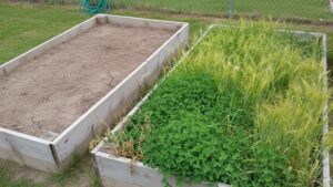 Home 1 Two raised garden beds side by side in autumn — one bare and compacted, the other covered with thick green cover crops of clover and rye