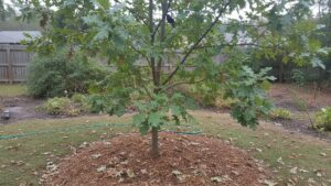 Home 4 A young native white oak tree growing in a residential backyard garden, with broad lobed leaves and a small bird perched among the branches