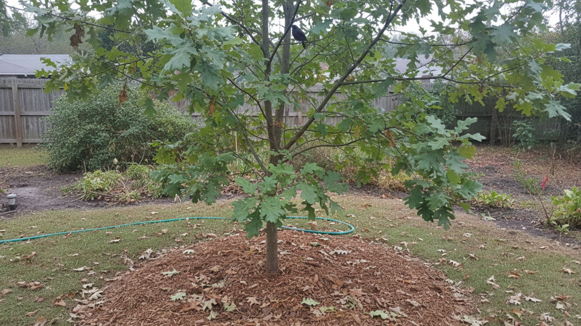 A young native white oak tree growing in a residential backyard garden, with broad lobed leaves and a small bird perched among the branches
