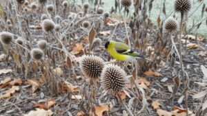 Home 2 Frost-covered Echinacea purpurea seedheads standing in a winter garden border with a goldfinch perched and feeding on the seeds