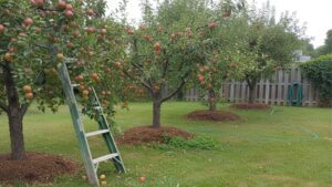Home 3 Small Zone 5-7 backyard fruit orchard with apple and peach trees heavy with harvest-ready fruit on an overcast late-summer day.