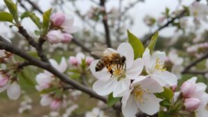 Home 2 A honeybee landing on a plum tree blossom during cross-pollination season in a northern backyard fruit garden
