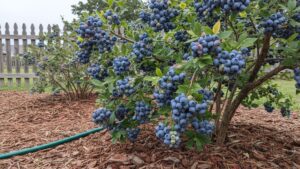 Home 5 Mature highbush blueberry bush loaded with ripe blue and ripening berries in a mulched home garden bed in Zone 5 cold climate