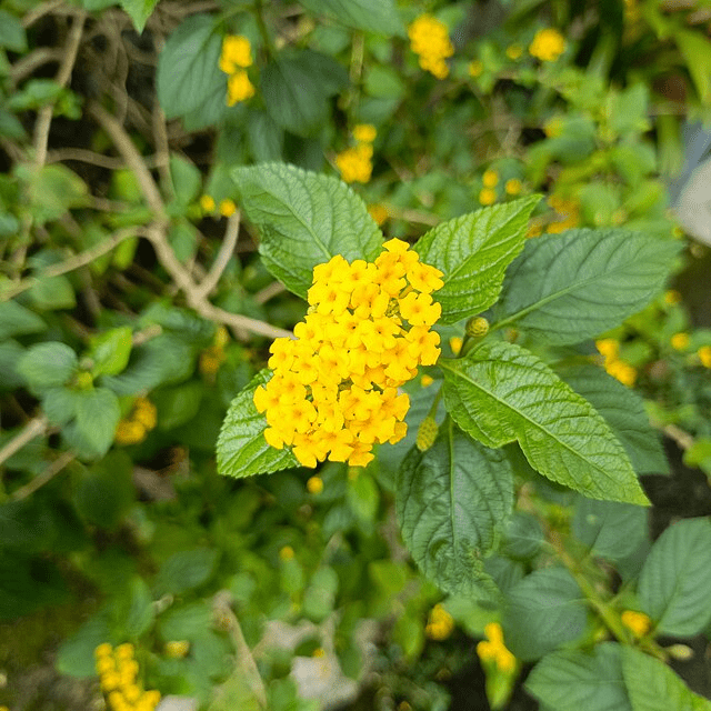 Beat the Heat: Container Gardening Strategies for Zone 8–9 Summers