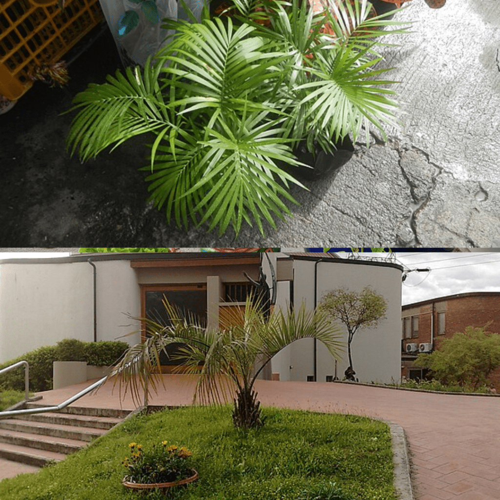 Tropical Container Gardens in Zone 9: What Actually Survives Year-Round 10 Tropical Container Gardens in Zone 9: What Actually Survives Year-Round