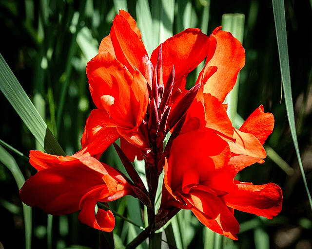 Tropical Container Gardens in Zone 9: What Actually Survives Year-Round 14 Tropical Container Gardens in Zone 9: What Actually Survives Year-Round