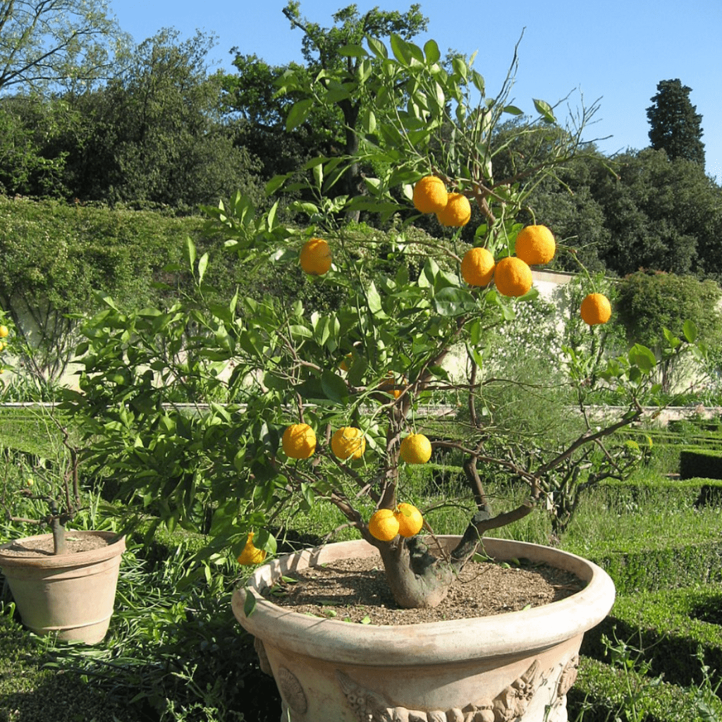 Year-Round Balcony Gardening in Zone 10: Plants That Never Stop Growing