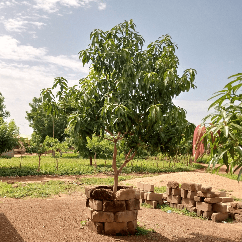 Year-Round Balcony Gardening in Zone 10: Plants That Never Stop Growing