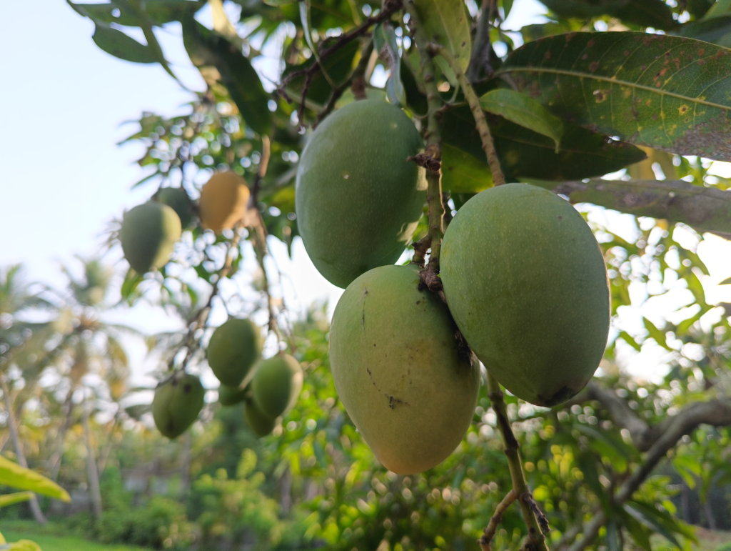 Container Edibles for Zone 10–11: Grow Your Own Tropical Fruit on a Balcony 10 Container Edibles for Zone 10–11: Grow Your Own Tropical Fruit on a Balcony