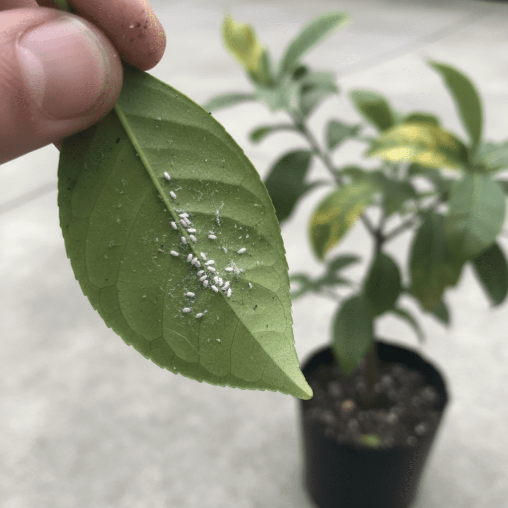 Container Edibles for Zone 10–11: Grow Your Own Tropical Fruit on a Balcony 16 Container Edibles for Zone 10–11: Grow Your Own Tropical Fruit on a Balcony