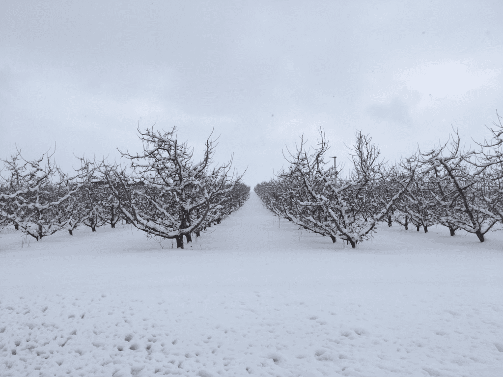 Yes, You Can Grow Fruit Trees in Zone 3: The Cold-Hardy Varieties That Actually Produce 2 Yes, You Can Grow Fruit Trees in Zone 3: The Cold-Hardy Varieties That Actually Produce