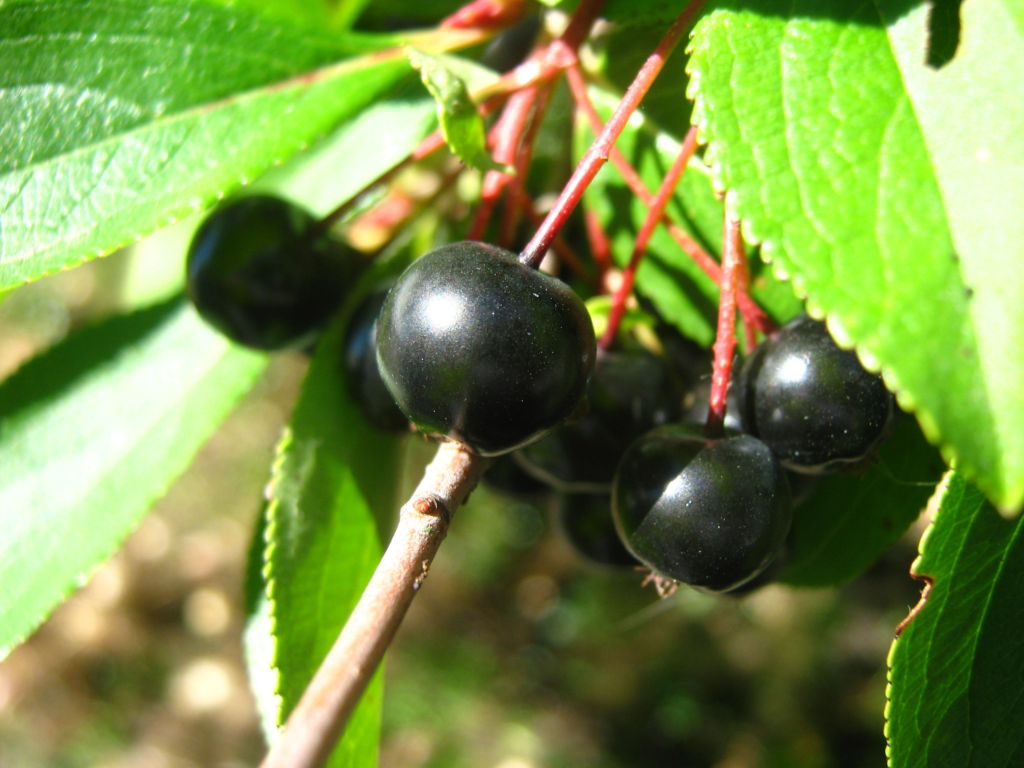 Beyond Raspberries - 10 Unusual Berry Bushes for Zone 2-3 Gardens
