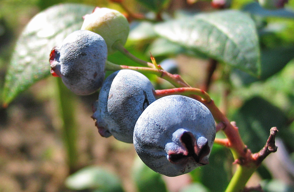 Blueberries in Cold Climates - Highbush Varieties That Thrive in Zone 5