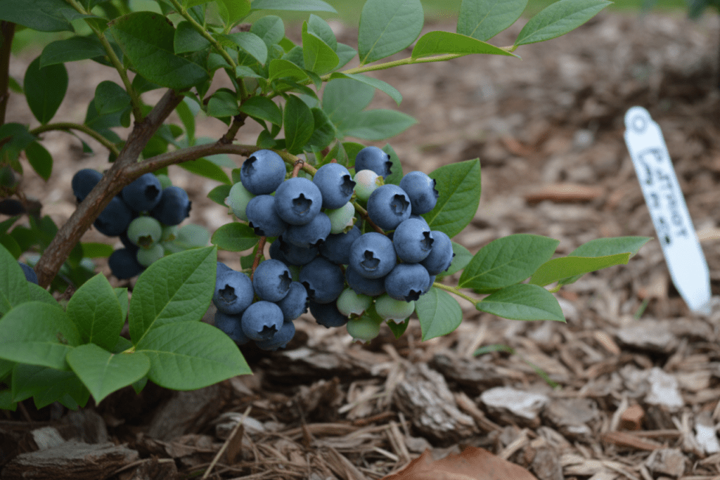 Blueberries in Cold Climates - Highbush Varieties That Thrive in Zone 5
