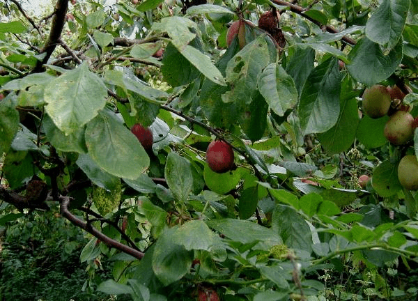 Stone Fruit in the North - Growing Plums, Cherries & Hardy Apricots in Zone 4
