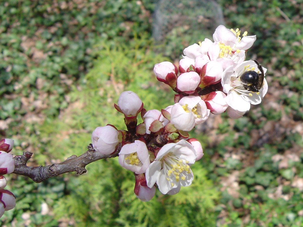 Stone Fruit in the North - Growing Plums, Cherries & Hardy Apricots in Zone 4