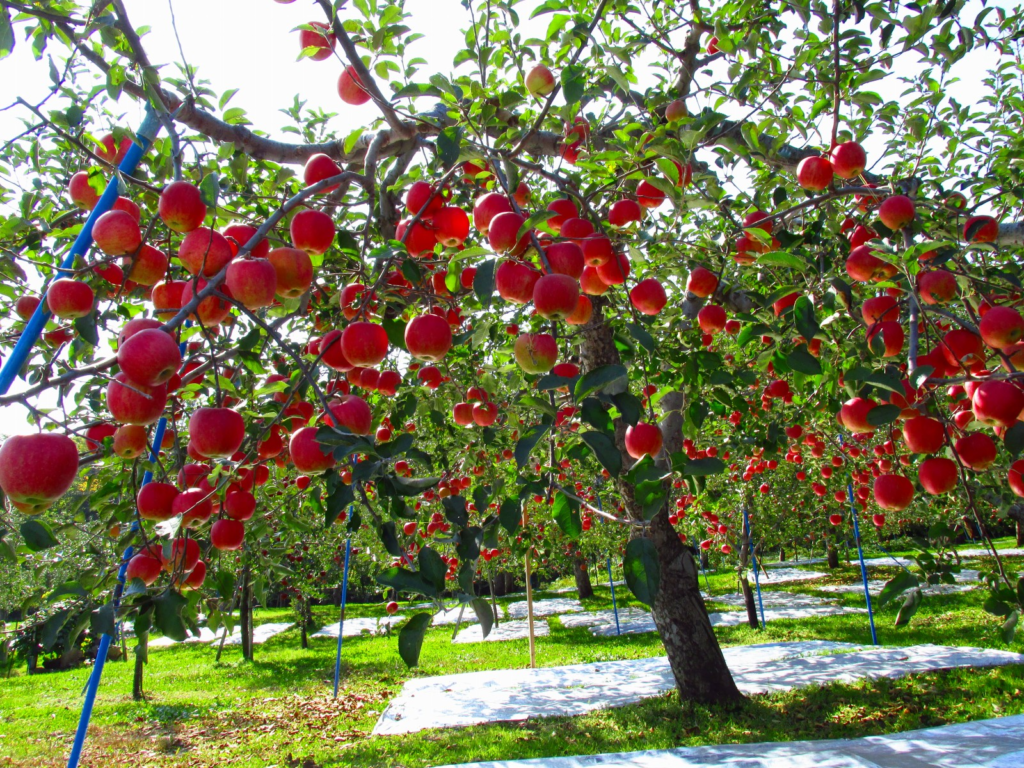 The Sweet Spot - Why Zones 5-7 Are Perfect for Growing Almost Any Fruit Tree