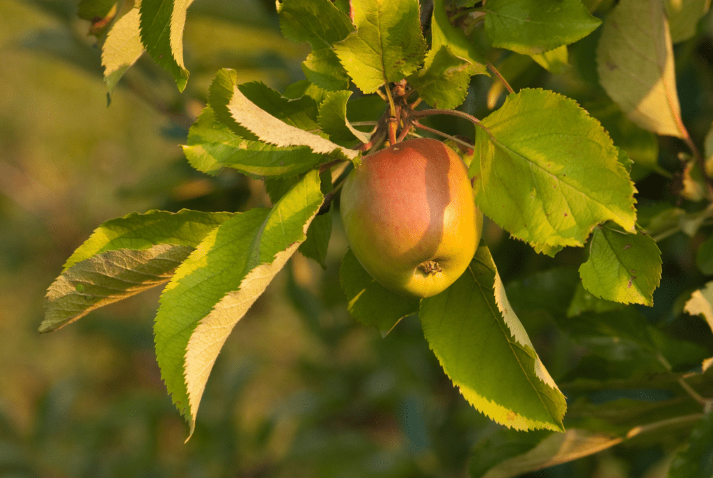 The Sweet Spot - Why Zones 5-7 Are Perfect for Growing Almost Any Fruit Tree