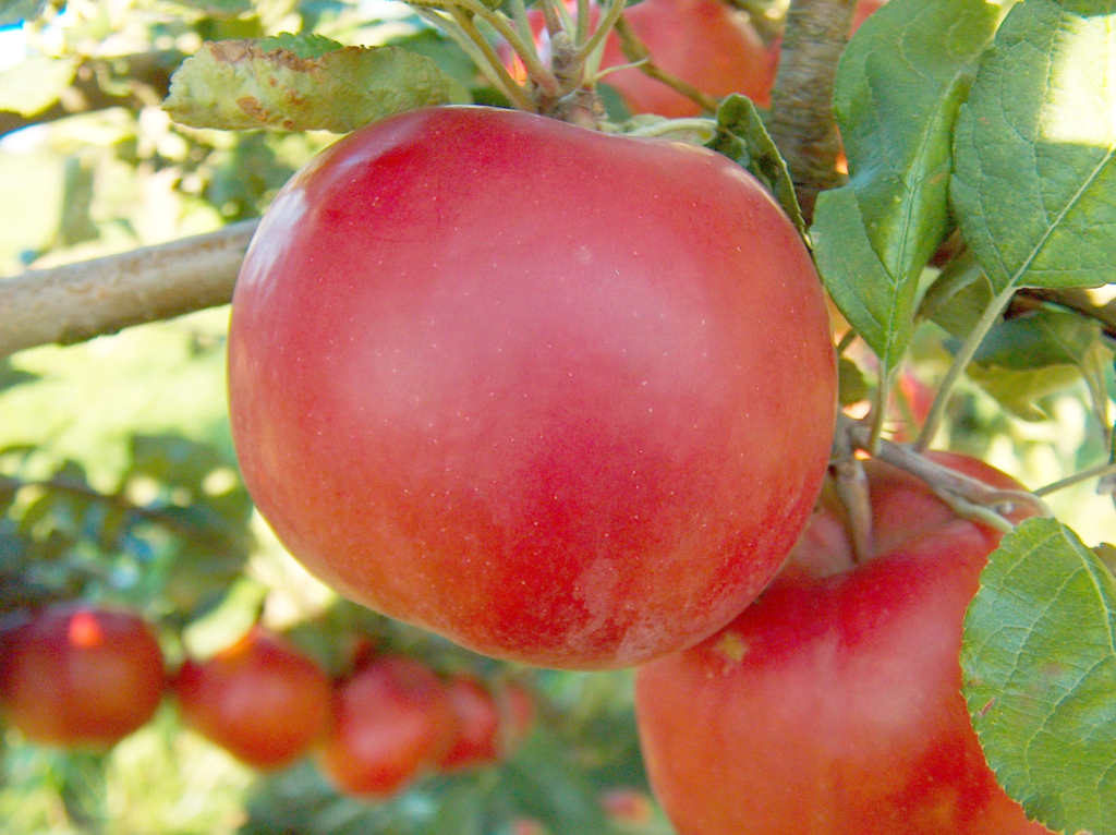 The Sweet Spot - Why Zones 5-7 Are Perfect for Growing Almost Any Fruit Tree