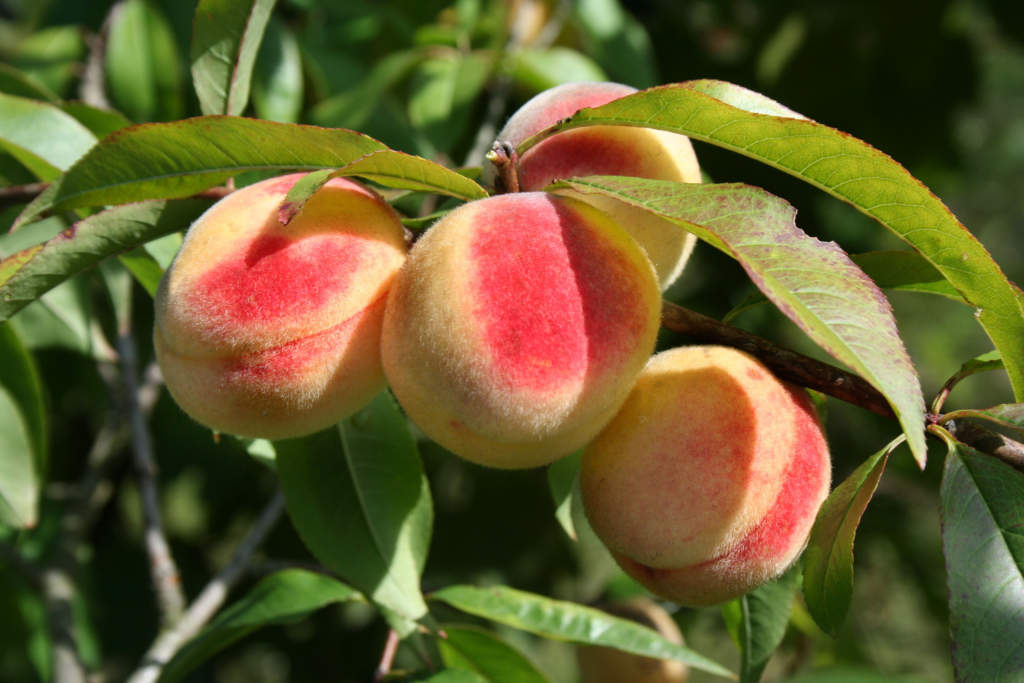 The Sweet Spot - Why Zones 5-7 Are Perfect for Growing Almost Any Fruit Tree