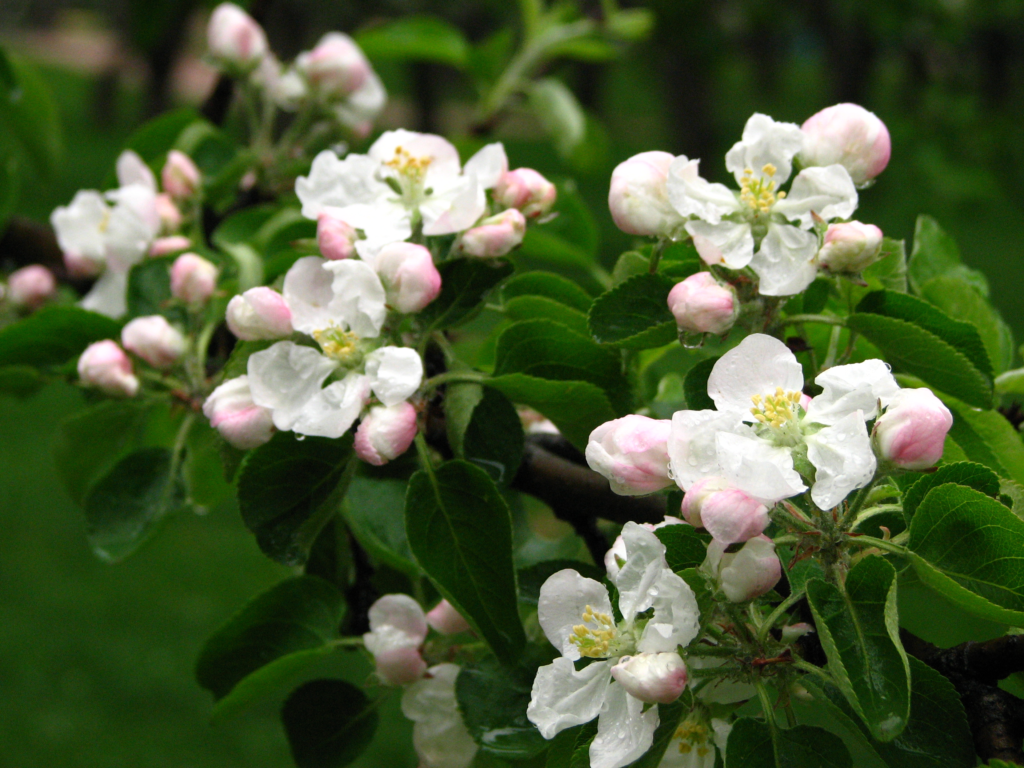 The Two-Tree Rule - Why Cross-Pollination Matters for Cold-Climate Fruit