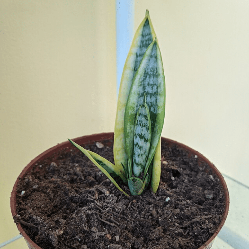 Grandma's Plants Are Cool Again: Retro Houseplants Making a 2026 Comeback