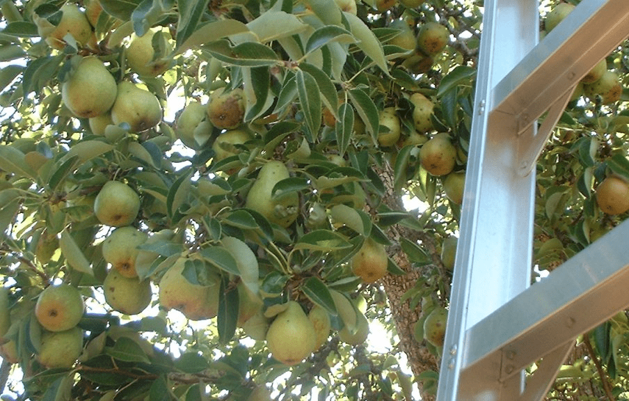 The Two-Tree Rule - Why Cross-Pollination Matters for Cold-Climate Fruit