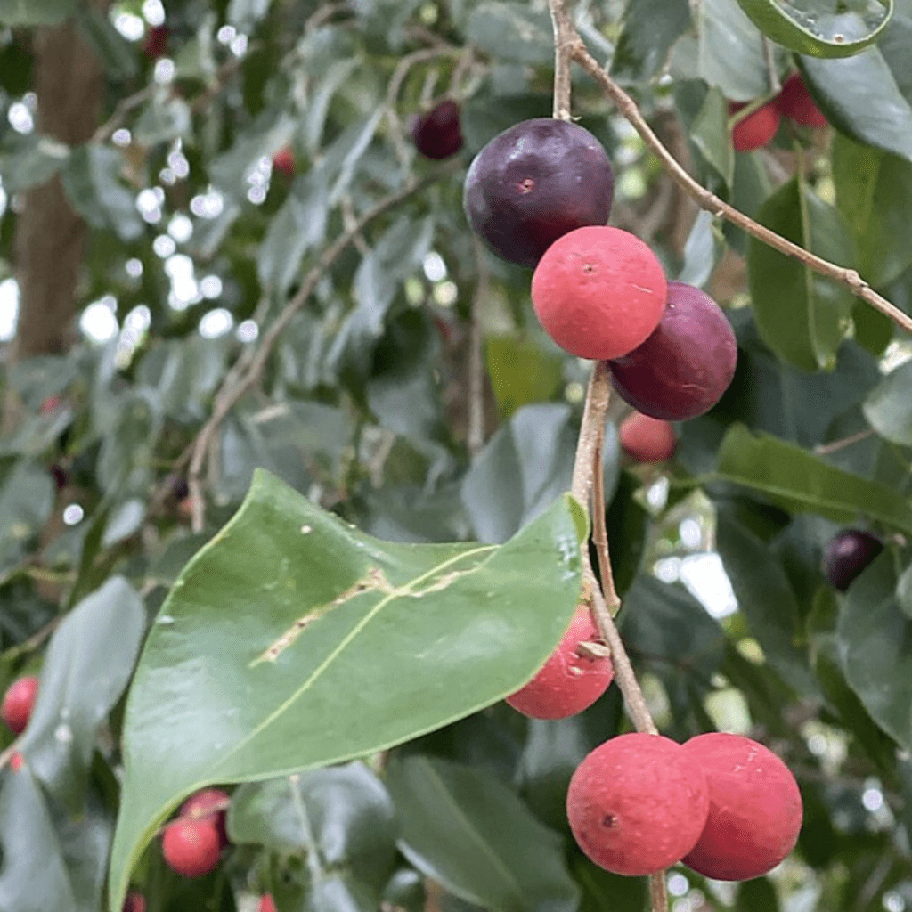 Grandma's Plants Are Cool Again: Retro Houseplants Making a 2026 Comeback