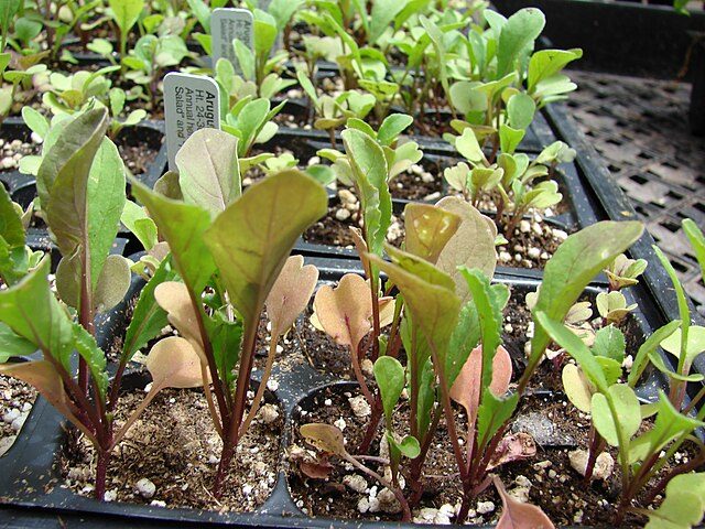 90 Days or Bust - Fast-Maturing Vegetables for the Shortest Growing Seasons 6 90 Days or Bust - Fast-Maturing Vegetables for the Shortest Growing Seasons