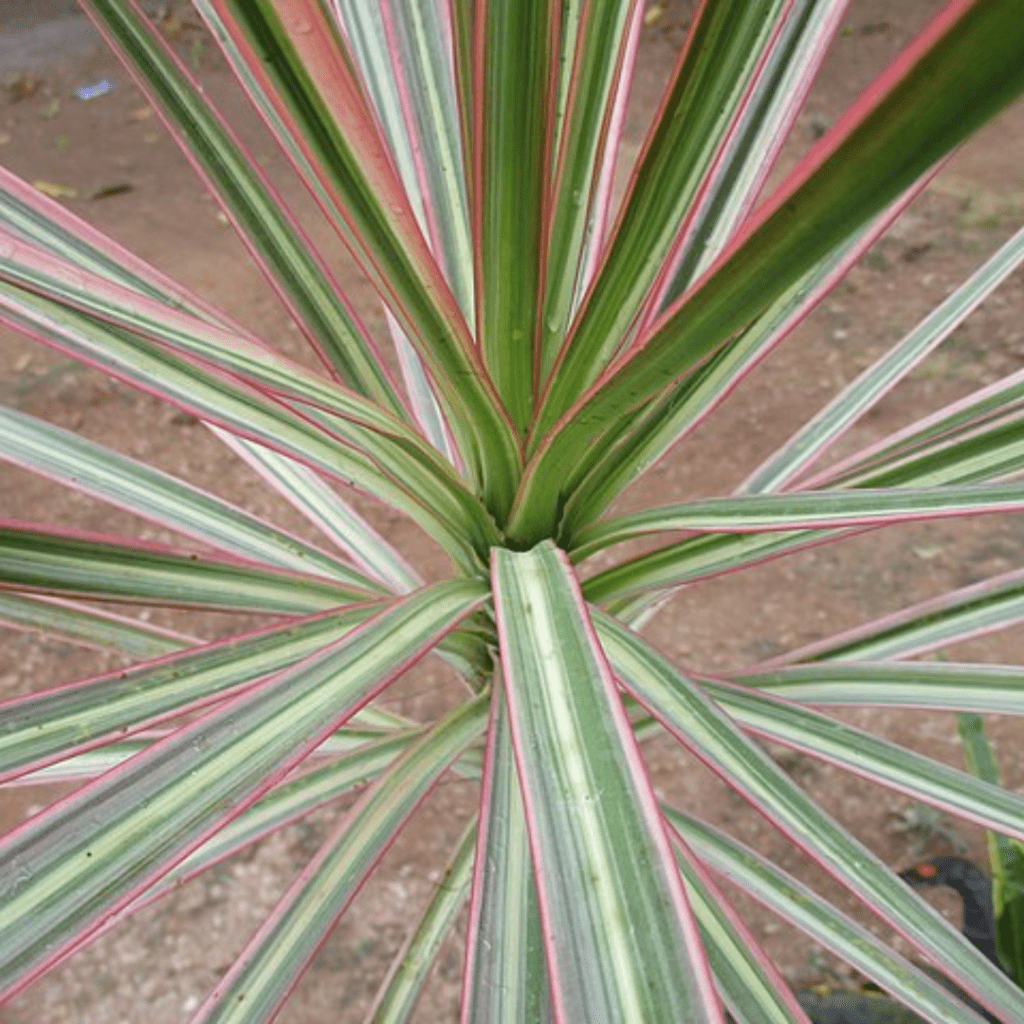 Grandma's Plants Are Cool Again: Retro Houseplants Making a 2026 Comeback