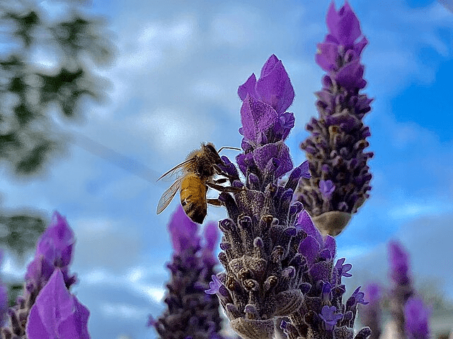 Mediterranean Herbs in Mid-Atlantic Gardens: What Actually Overwinters 10 Mediterranean Herbs in Mid-Atlantic Gardens: What Actually Overwinters