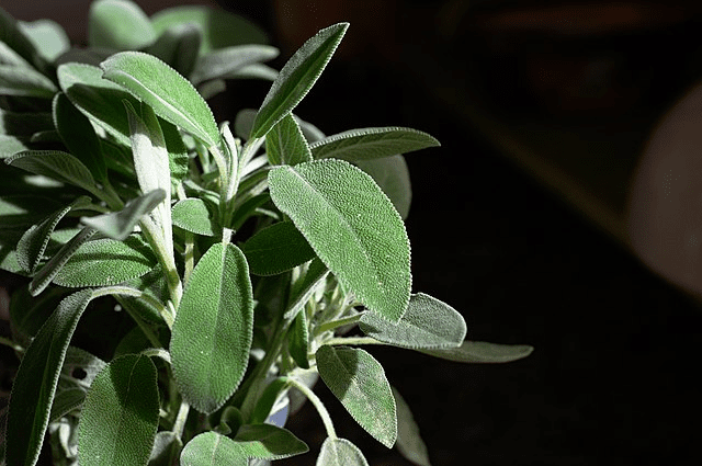 Mediterranean Herbs in Mid-Atlantic Gardens: What Actually Overwinters 14 Mediterranean Herbs in Mid-Atlantic Gardens: What Actually Overwinters