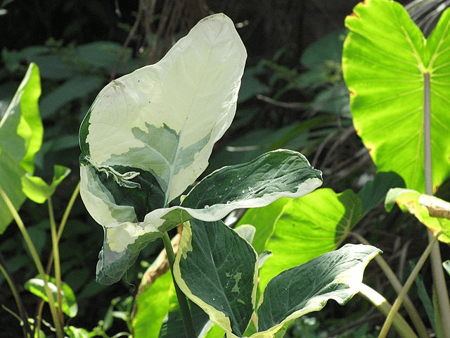 Tropical Vegetables You've Never Tried: Zone 10–11 Garden Possibilities 6 Tropical Vegetables You've Never Tried: Zone 10–11 Garden Possibilities