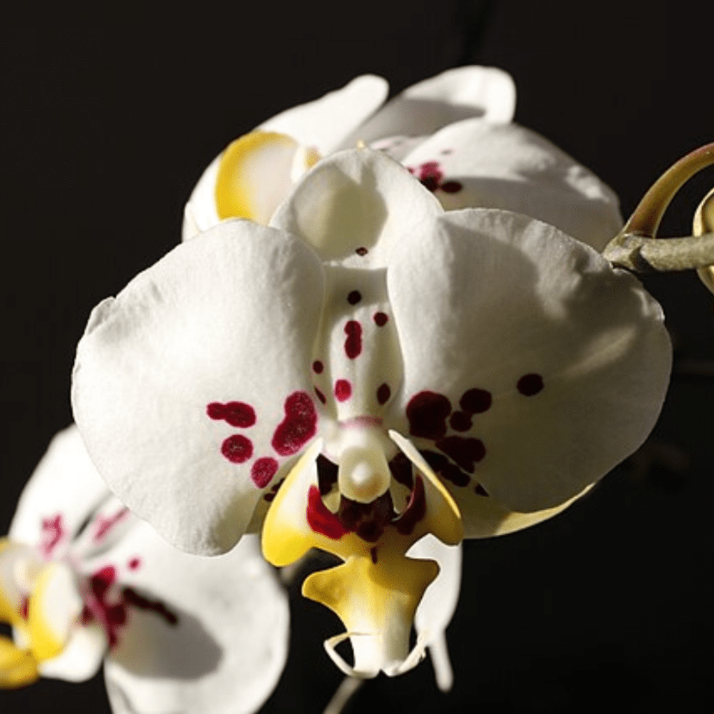 Grandma's Plants Are Cool Again: Retro Houseplants Making a 2026 Comeback